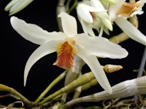Bild von Dendrobium heterocarpum 3